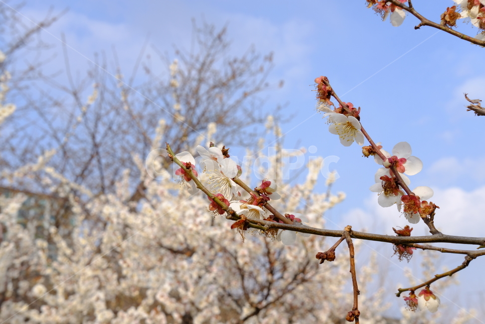 봄,봄꽃,꽃,매화,벚꽃,나들이,배경,배경화면,flower,flowers,spring,봄,계절,spring,season,plant,식물,blossom