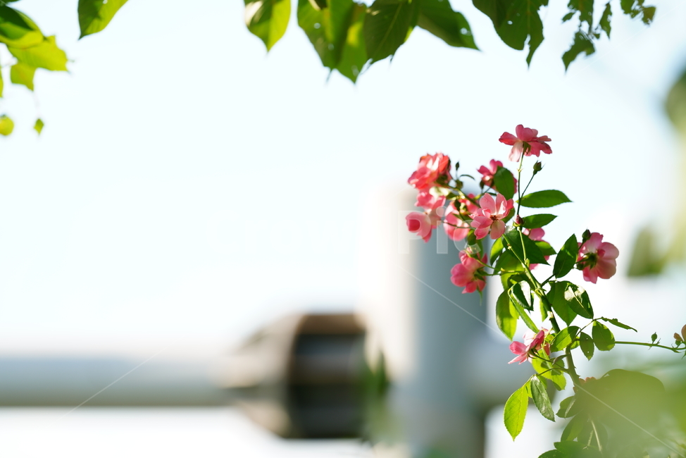 장미,꽃,플라워,생물,생명,flower,plant,식물,식물,자연,plants,nature,꽃,flower