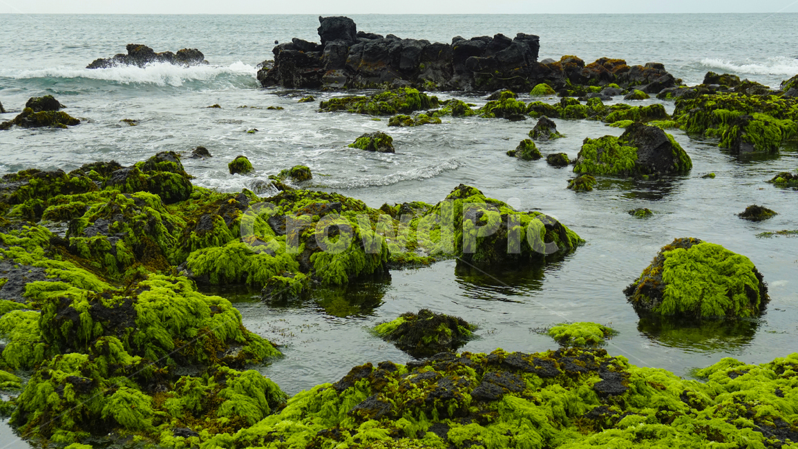 바다,물가,제주도,현무암,이끼,자연,풍경,nature,landscape,한국자연풍경,한국자연경관,korea nature landscape,plant,식물,algae,조류