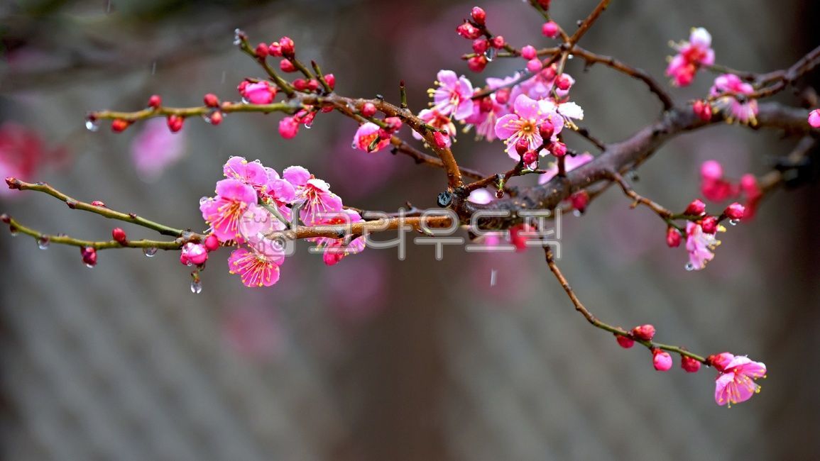 plant,식물,꽃,양산통도사자장매,통도사자장매,통도사홍매화,자장매화,홍매화,우중매화,우중매,봄,계절