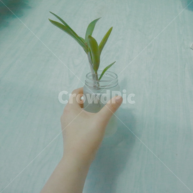 손,식물,레옹,필름,물,나뭇잎,투명,초록,식물,자연,plants,nature,사람,인물,인간,human,person,신체일부,몸,body,감성,sensible,feeling