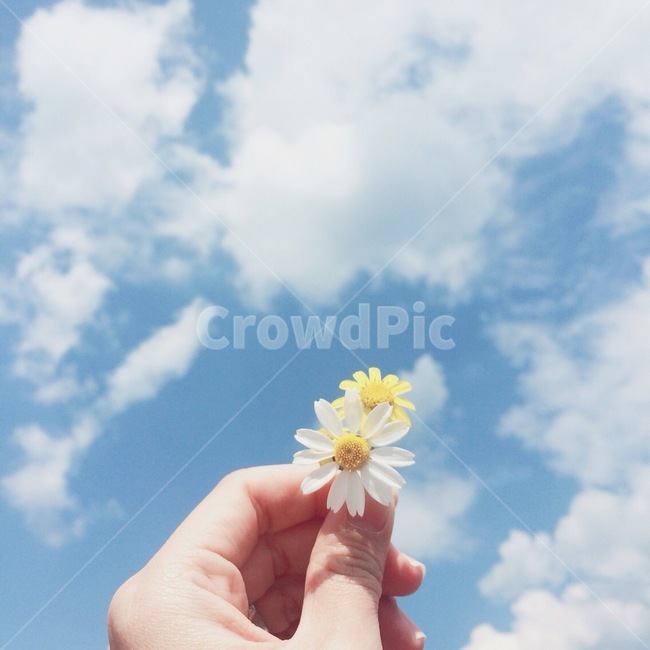 꽃,flower,봄,spring,floral,꽃잎,petal,floralleaf