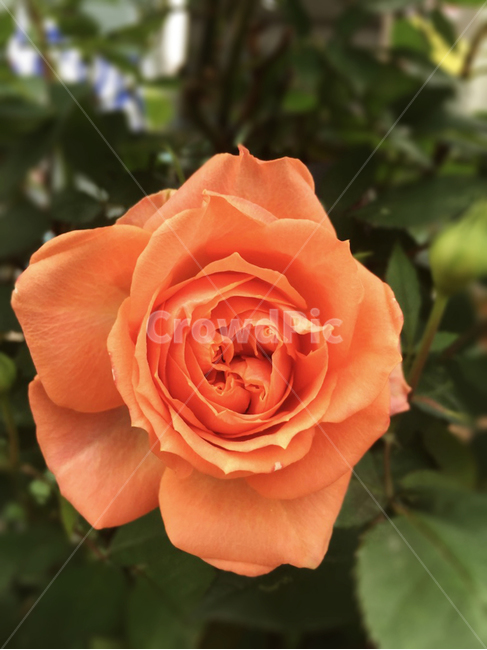 식물,꽃,장미,장미꽃,주황색,주황색장미,rose,색감