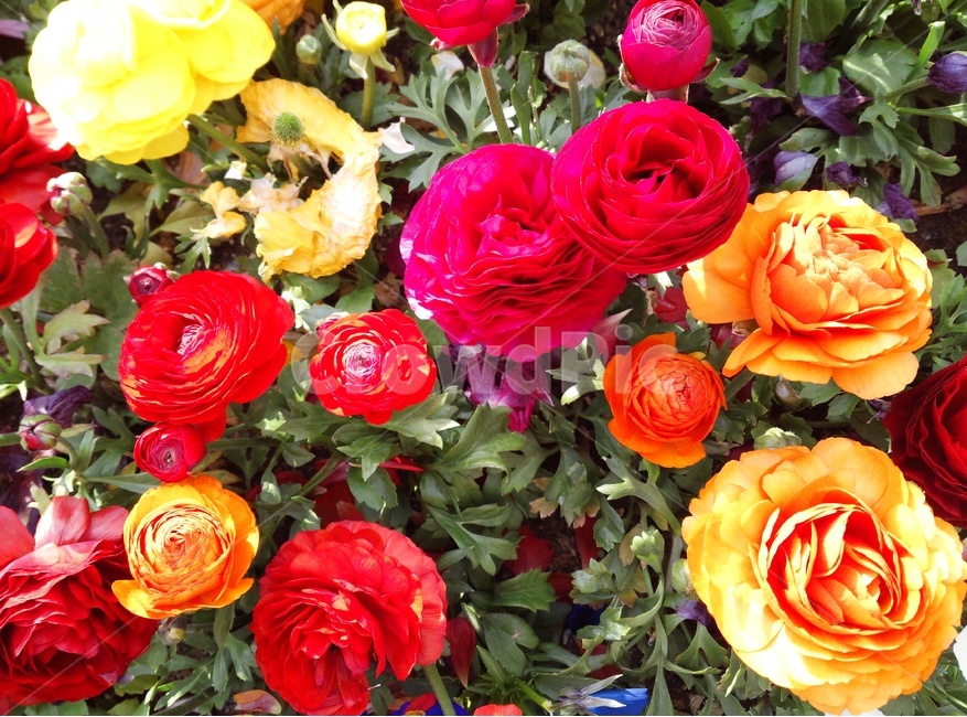 화단,꽃밭,꽃,꽃봉오리,장미,식물,flower,plant,blossom,rose,봄,spring