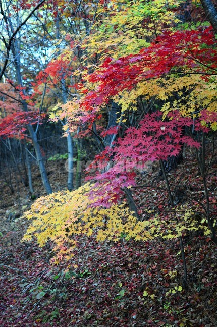 단풍나무,단풍나뭇과,가을,가을단풍,산,자연,autumn,가을,계절,fall,autumn,season,leaf,잎,plant,식물,tree,나무,maple,단풍