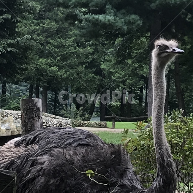 동물,animal,타조,ostrich,naturl,자연,나무,tree,동물,animal,조류,새,birds
