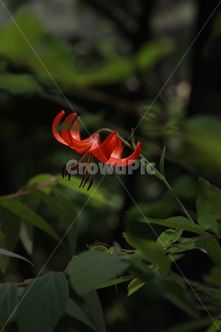 plant,식물,blossom,flower,꽃,나리,식물,자연,plants,nature,꽃,flower