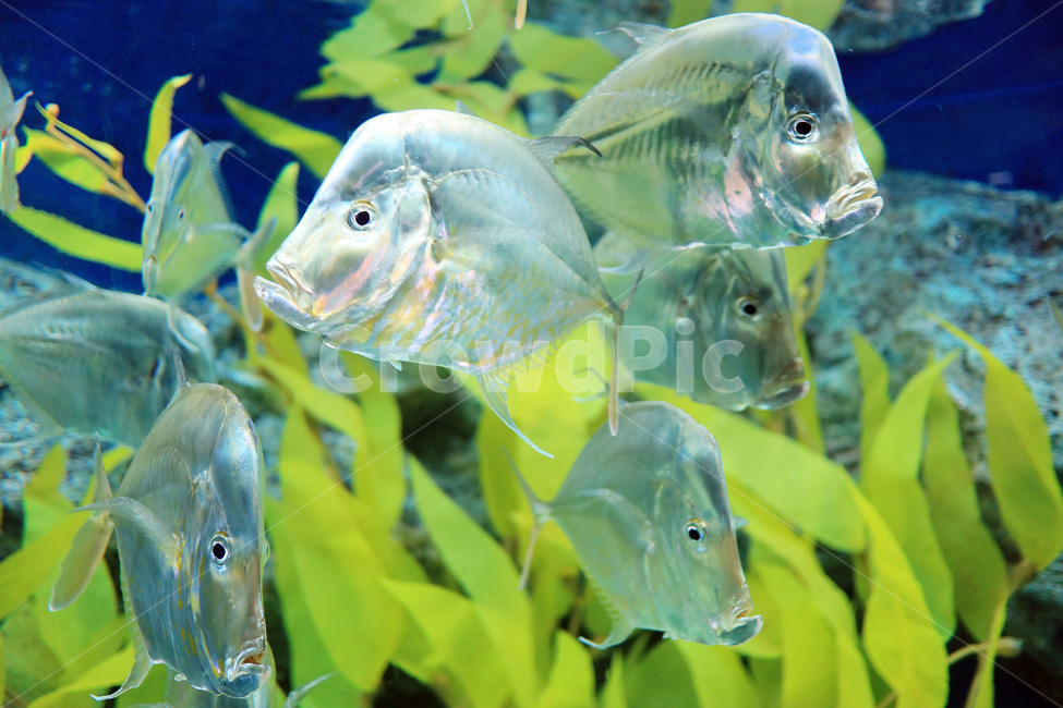 물고기,생선,바다,아쿠아리움,수족관,어류,수중,fish,동물,animal,어류,물고기,fish