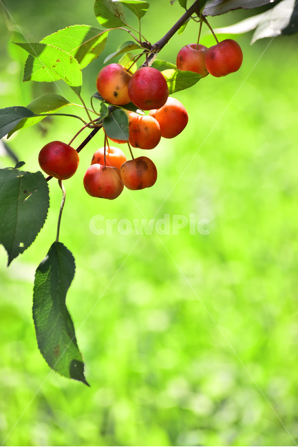 사과,애기사과,능금,과일,식용,음식,푸드,apple,fruit,간식,디저트,먹거리,구연산,달콤,새콤,나무열매,열매,food,plant,배경,바탕,백그라운드,background,빨강색,레드,식물,과일,열매,fruit