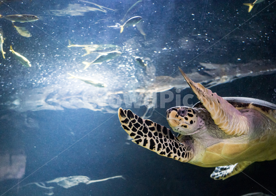 Turtle,turtle,ocean,aquarium