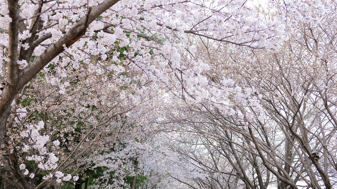 봄,벚꽃,자연,꽃,cherryblossom,sakura,spring,nature,flower