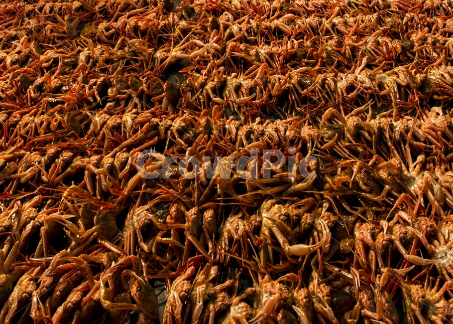 대게,경매,영덕,해산물,외식,음식,식재료,요리,food,cook,meal,dishes,food reserves,수산물,해산물,fishery products,seafood