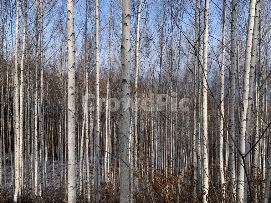 plant,식물,tree,나무,자작나무,식물,자연,plants,nature,나무,trees,wood