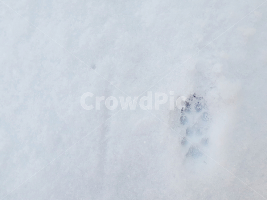 눈,겨울,winter,snow,발자국,계절,season,눈송이,눈꽃