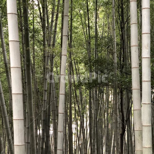 plant,식물,bamboo,대나무,숲