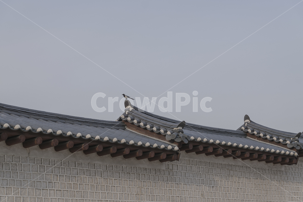 까치,새,담장,기와,한옥,소식,한국전통,한국문화,korean traditional,korean culture,동물,animal,조류,새,birds,건축물,건물외관,exterior,building,structure,architecture,construction