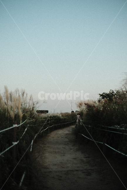 공원,갈대,가을,길,산책,가을,계절,fall,autumn,season,식물,자연,plants,nature,transportation,교통,train track,기찻길,railway,철도,rail,레일