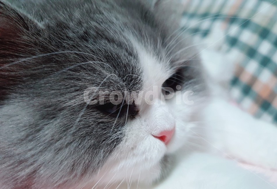 고양이,귀찮음,무념무상,옆모습,애완동물,애완묘,집고양이,페르시안,cat,pet,animal,kitten,동물
