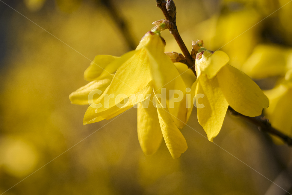 봄,개화,꽃,개나리,노란꽃,forsythia,봄,계절,spring,season,식물,자연,plants,nature,꽃,flower,plant,blossom,petal,꽃잎