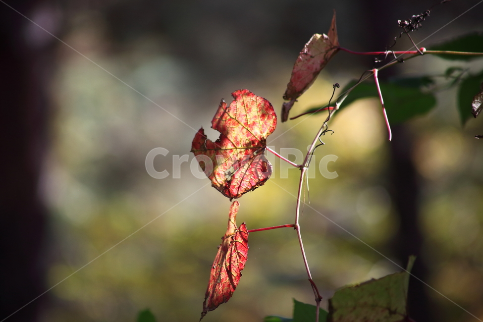 단풍,잎,식물,가을,redleaves,가을,계절,fall,autumn,season,leaf,plant
