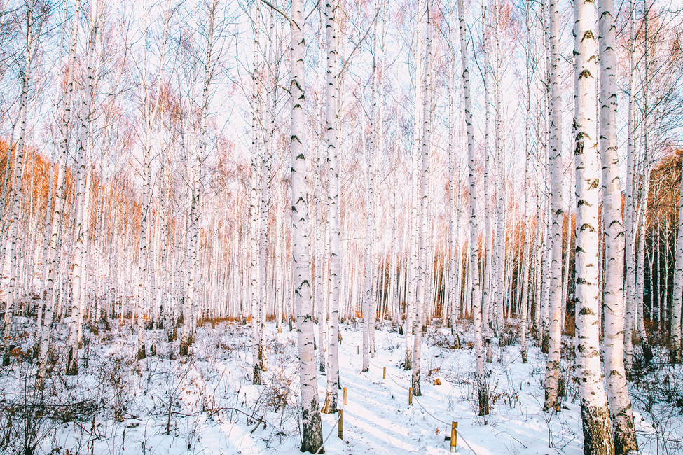 설경,눈풍경,자작나무숲,인제,자작나무,풍경,풍경사진,여행사진,여행,자연,nature,landscape,식물,plants,나무,trees,wood,흑백,모노톤,monochrome,blackandwhite,감성,한국자연풍경,한국자연경관,koreanlandscape,눈꽃,원대리,배경,백그라운드,snow,겨울,계절,winter,season,자연,풍경,nature,landscape,식물,plants,나무,trees,wood,감성,sensible,feeling,grass,잔디,plant