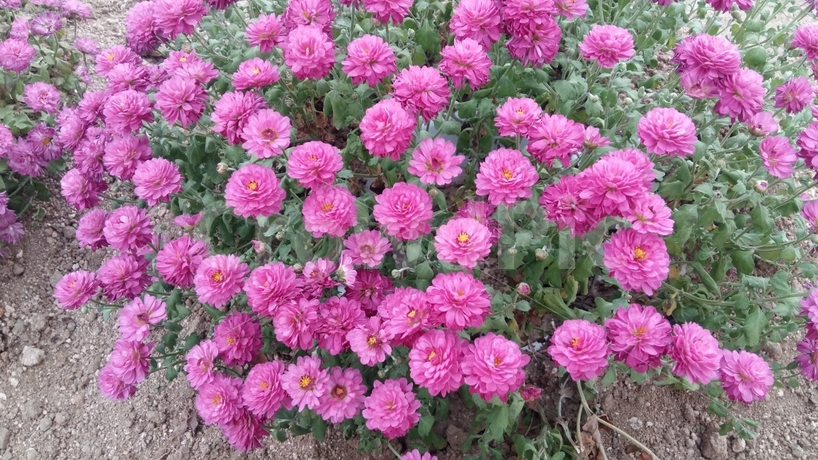 꽃,가을꽃,분홍색,가을,자연,풍경,들꽃,식물,자연,plants,nature,꽃,flower