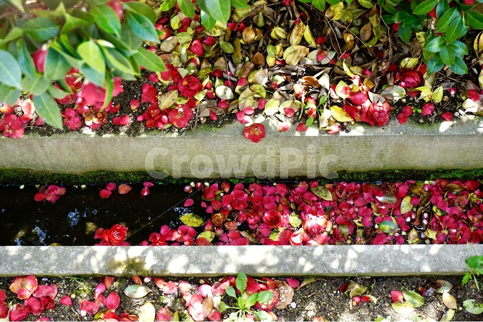 꽃,봄꽃,동백,꽃잎,하동,봄,계절,spring,season,식물,자연,plants,nature,꽃,flower,plant,blossom,petal