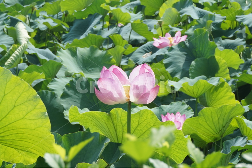 연꽃,꽃,습지,자연,식물,여름,식물,자연,plants,nature,꽃,flower