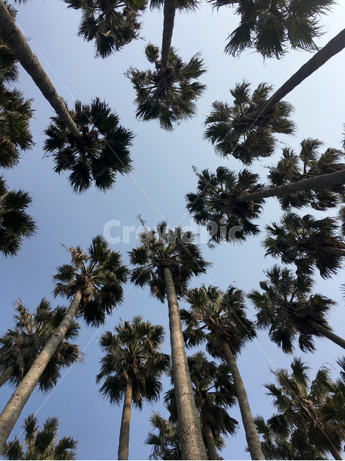 tree,나무,plant,야자수,palmtree,arecaceae,식물