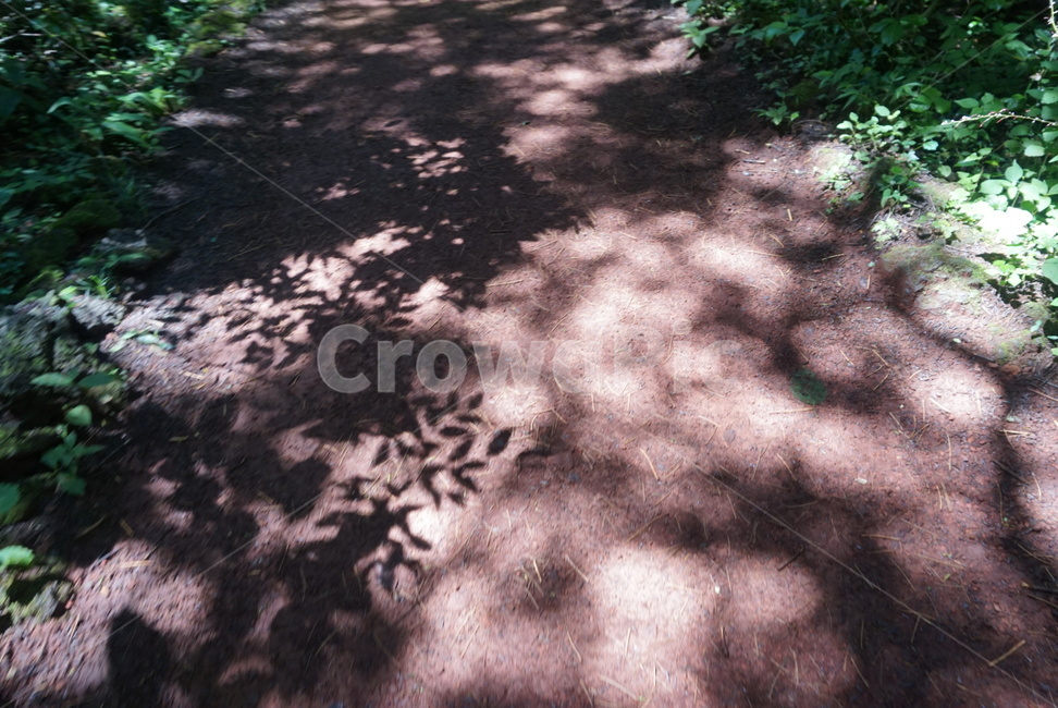 길,그림자,숲,나무,햇살,나뭇잎,leaves,forest,wood,tree,trail