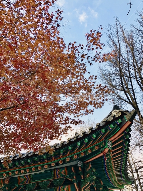 덕수궁,낙엽,한옥,오후,겨울,한국전통,한국문화,korean traditional,korean culture,건축물,건물외관,exterior,building,structure,architecture,construction