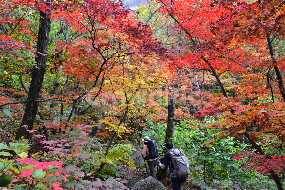 가을,단풍,자연,풍경,북한산,잎,단풍잎,붉은,나무,계절,계곡,숲,힐링,plant,fall,autumn,season,forestnature,landscape,한국자연풍경,한국자연경관,korea,tree,maple,leaf,가을,계절,fall,autumn,season,자연,풍경,nature,landscape,식물,plants,나무,trees,wood