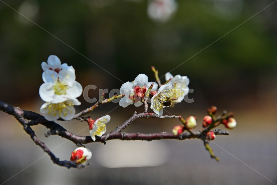 plant,식물,blossom,flower,꽃,매화,매실,매화꽃,봄,계절,봄꽃,식물,자연,plants,nature,꽃,flower