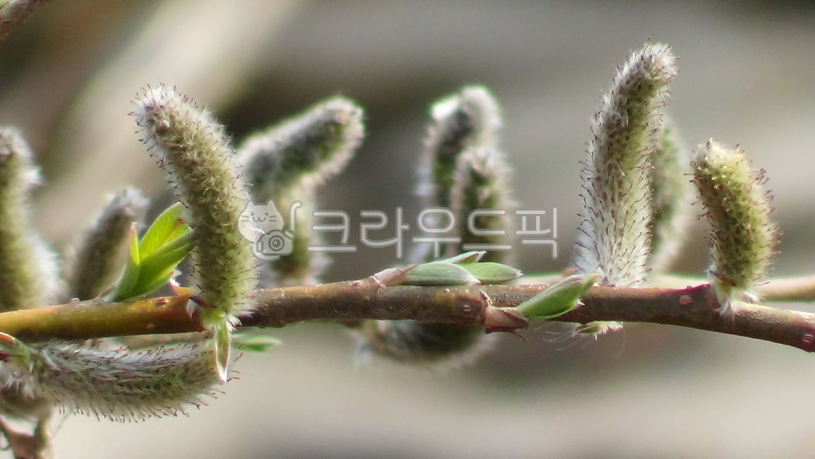 버들강아지,버드나무,버들가지,갯버들,봄,봄소식,자연,식물,새삭,꽃,계절,옥외,spring,willowpuppy,springnews,nature,plants,refreshing,bud,싹,flower,blossom