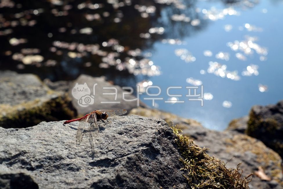잠자리,곤충,날개,고추잠자리,가을,계절,벌레,바위,돌,자연,강,호수,반사,반영,insect,wing,dragonfly,autumn,season,worm,rock,stone,nature,river,lake,reflection