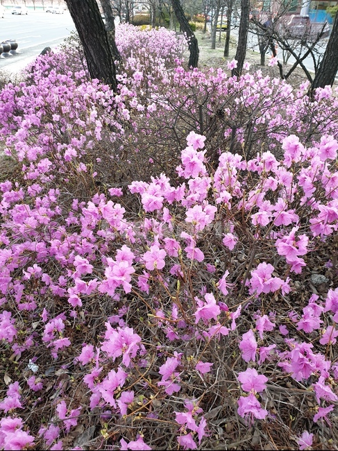 진달래,꽃,봄꽃,봄의전령,참꽃