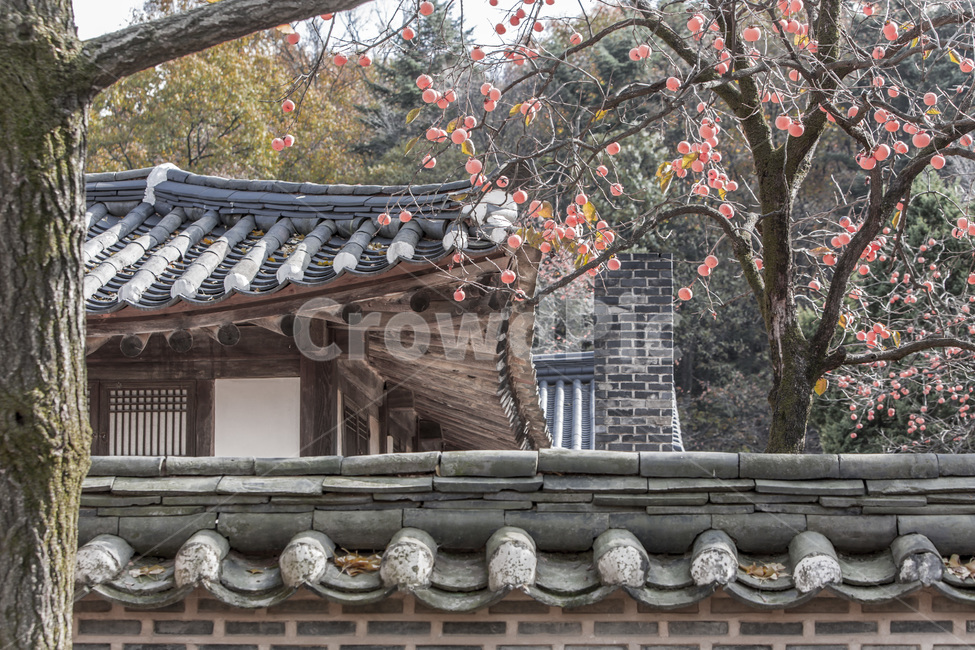 고택,담장,감,전통가옥,가을,가을,계절,fall,autumn,season,한국전통,한국문화,korean traditional,korean culture,식물,자연,plants,nature,나무,trees,wood,건축물,건물외관,exterior,building,structure,architecture,construction