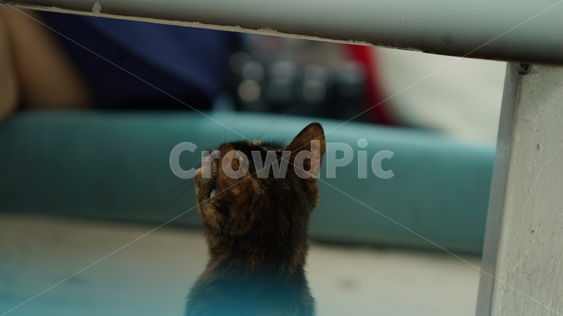 cat,back,animal,cat back view