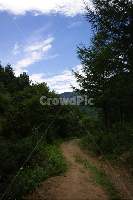 길,나무,하늘,구름,숲,풍경,자연,풍경,nature,landscape,tree,plant,식물,fir,전나무,dirt road,흙길,road,도로,gravel,자갈