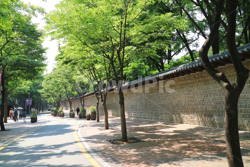 plant,식물,나무,tree,길,road