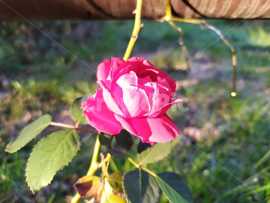 garden,정원,outdoors,옥외,꽃,장미,rose,flower,식물,자연,plants,nature,꽃,flower