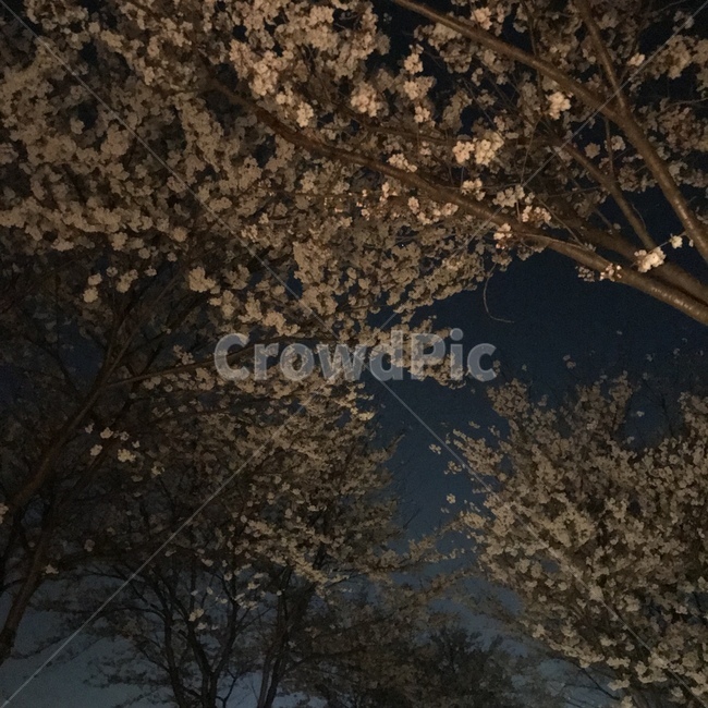 봄,벚꽃,밤벚꽃,벚꽃나무,봄벚꽃,꽃놀이,나들이,밤벚꽃나무