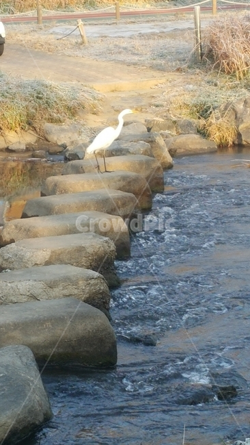 두루미,하천,천연기념물,돌다리,강물,동물,animal,조류,새,birds