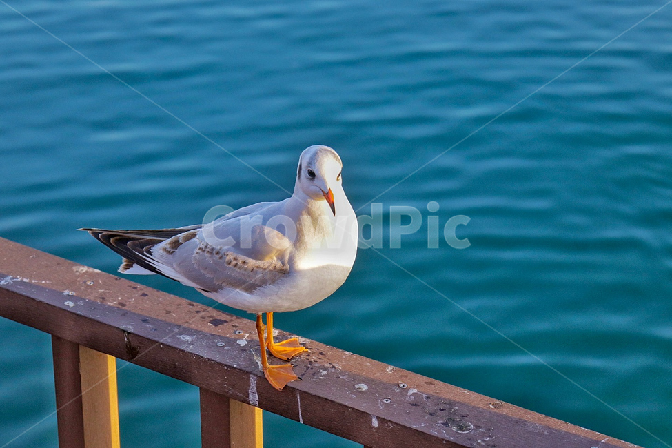 새,바다,갈매기,목포,파도,동물,animal,조류,새,birds