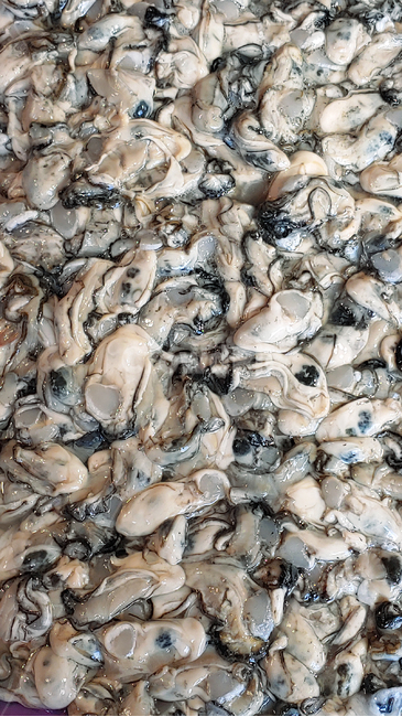 굴,수산물,어패류,해물,먹거리,oyster,음식,푸드,seafood,연체동물,food,수산시장,어시장,해산물,식자재,식재료,국내산,토종,국산,동물,해양생물,배경,바탕,백그라운드,animal,무척추동물,싱싱한,횟감용,젓갈용,신선한,fresh,고단백,보양식,수산물,해산물,fishery products,seafood