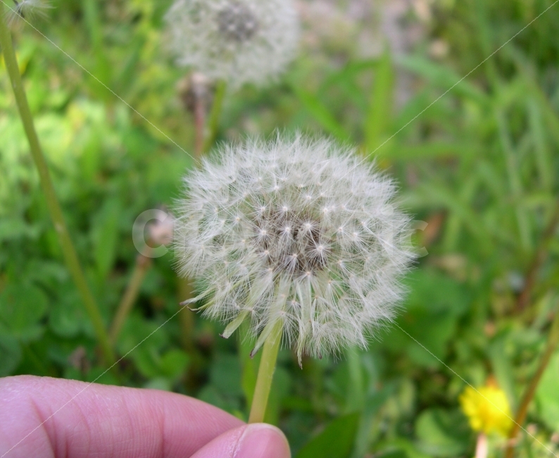 민들레홀씨,민들레,홀씨,꽃,식물,자연,nature,손,식물,자연,plants,nature,꽃,flower,사람,인물,인간,human,person