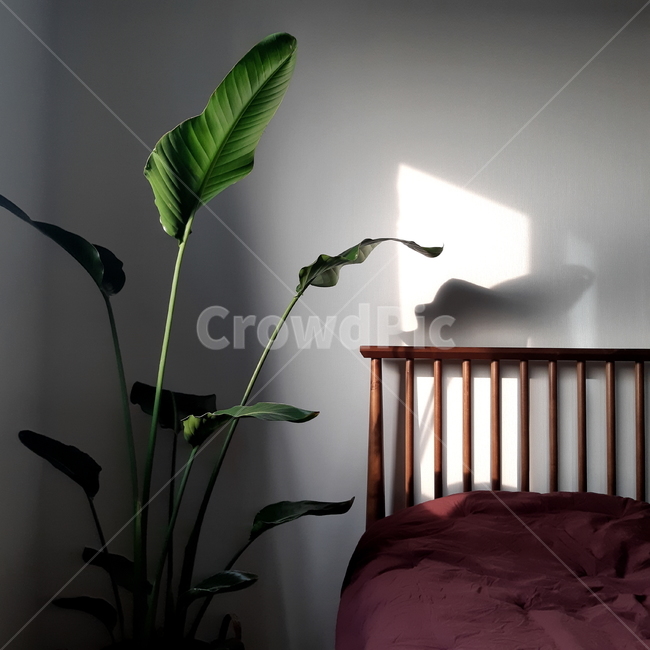 인테리어디자인,furniture,가구,interiordesign,인테리어,침대,화분,인테리어,실내디자인,interior design