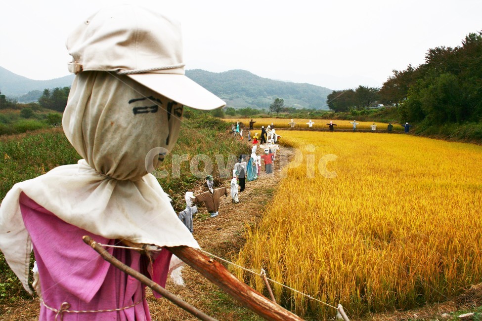 허수아비,전통민속,한국민속,한국정서,전통농업,산업,industry,industrial,농업,농사,agriculture,farming,farming industry