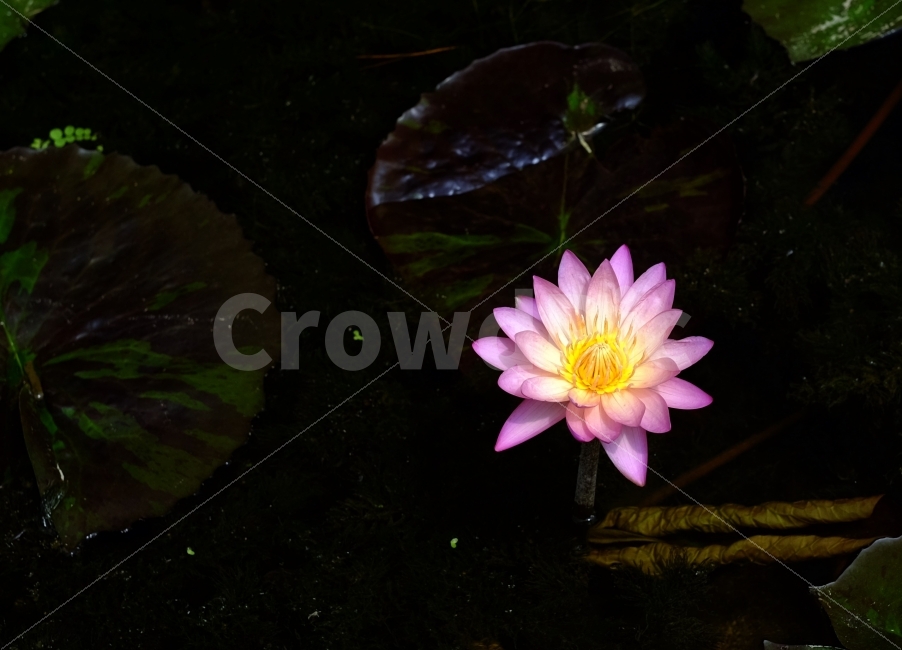 연꽃,꽃사진,꽃,플라워,연잎,두물머리,양평,식물,자연,plants,nature,꽃,flower