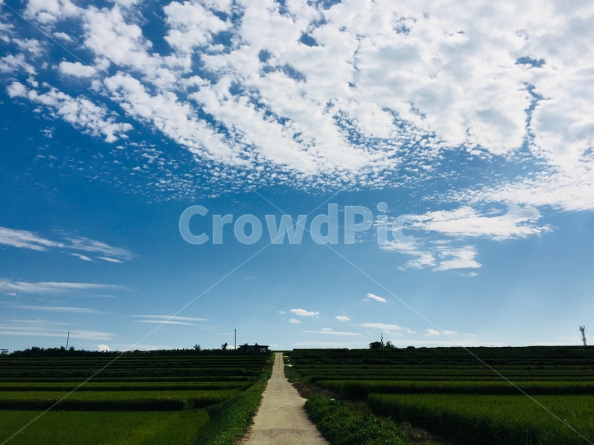 시골,길,하늘,구름,시골길,풀,자연,풍경,nature,landscape,outdoors,옥외,field,들,grassland,목초지